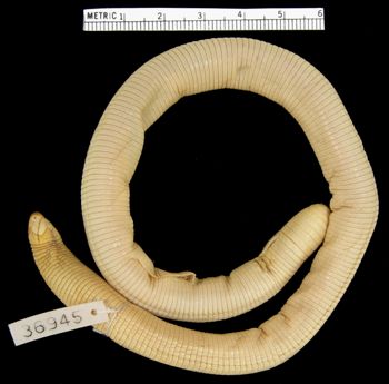 Media type: image; Herpetology R-36945
